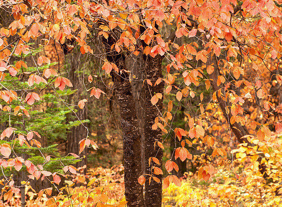 _DSC2369_dup