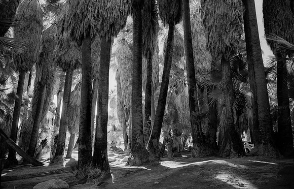 Palm Canyon