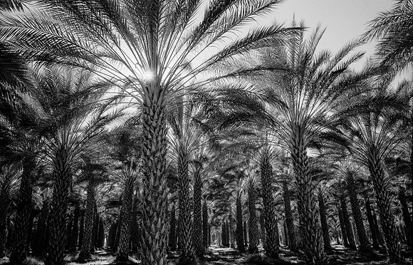 Palm Grove 1