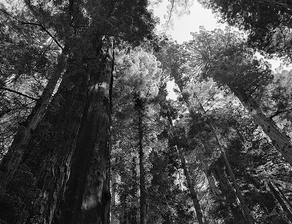 Redwoods Looking Up