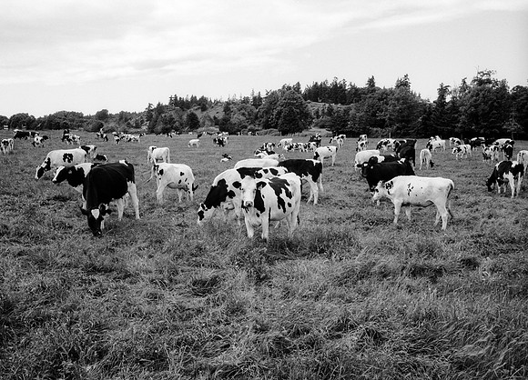 Cows in Field