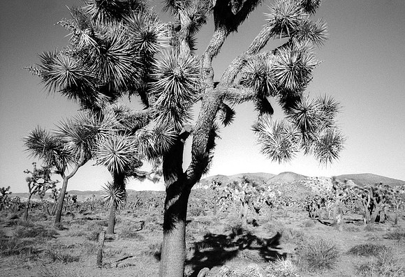 Large Joshua Tree